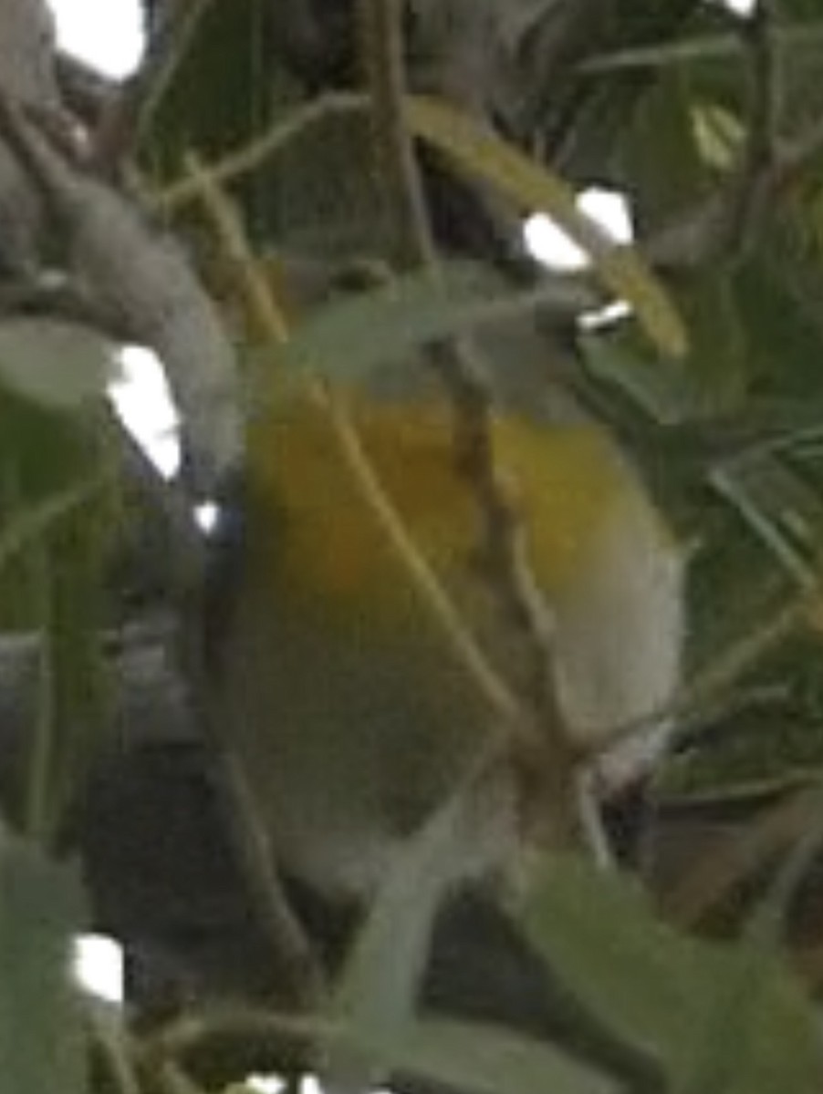 Northern Parula - ML645636386