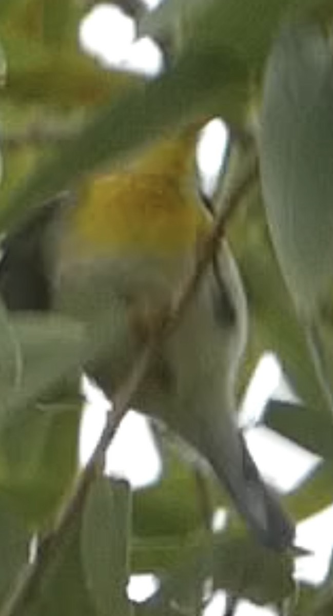 Northern Parula - ML645636387