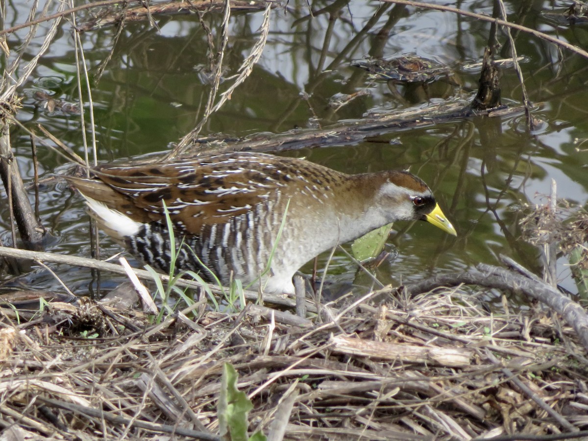 カオグロクイナ - ML645636389