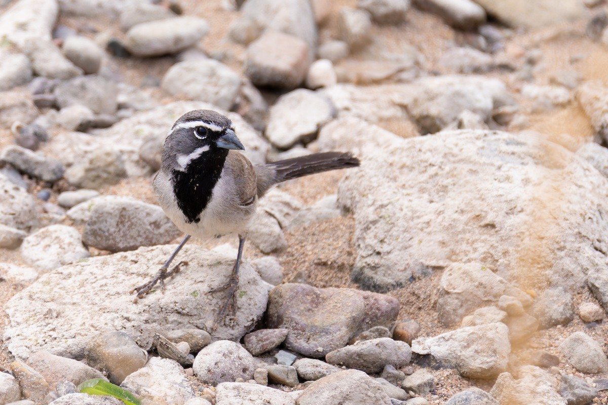 Schwarzkehlammer - ML645636393