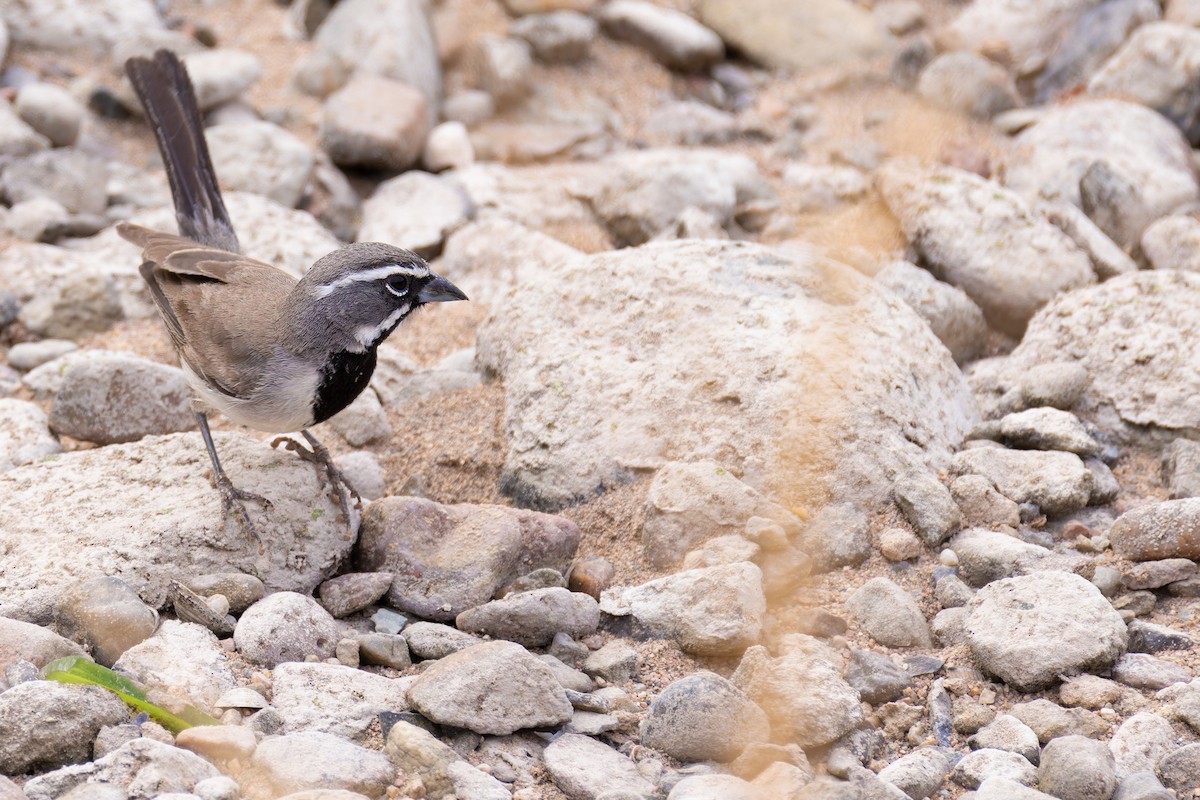 Schwarzkehlammer - ML645636394