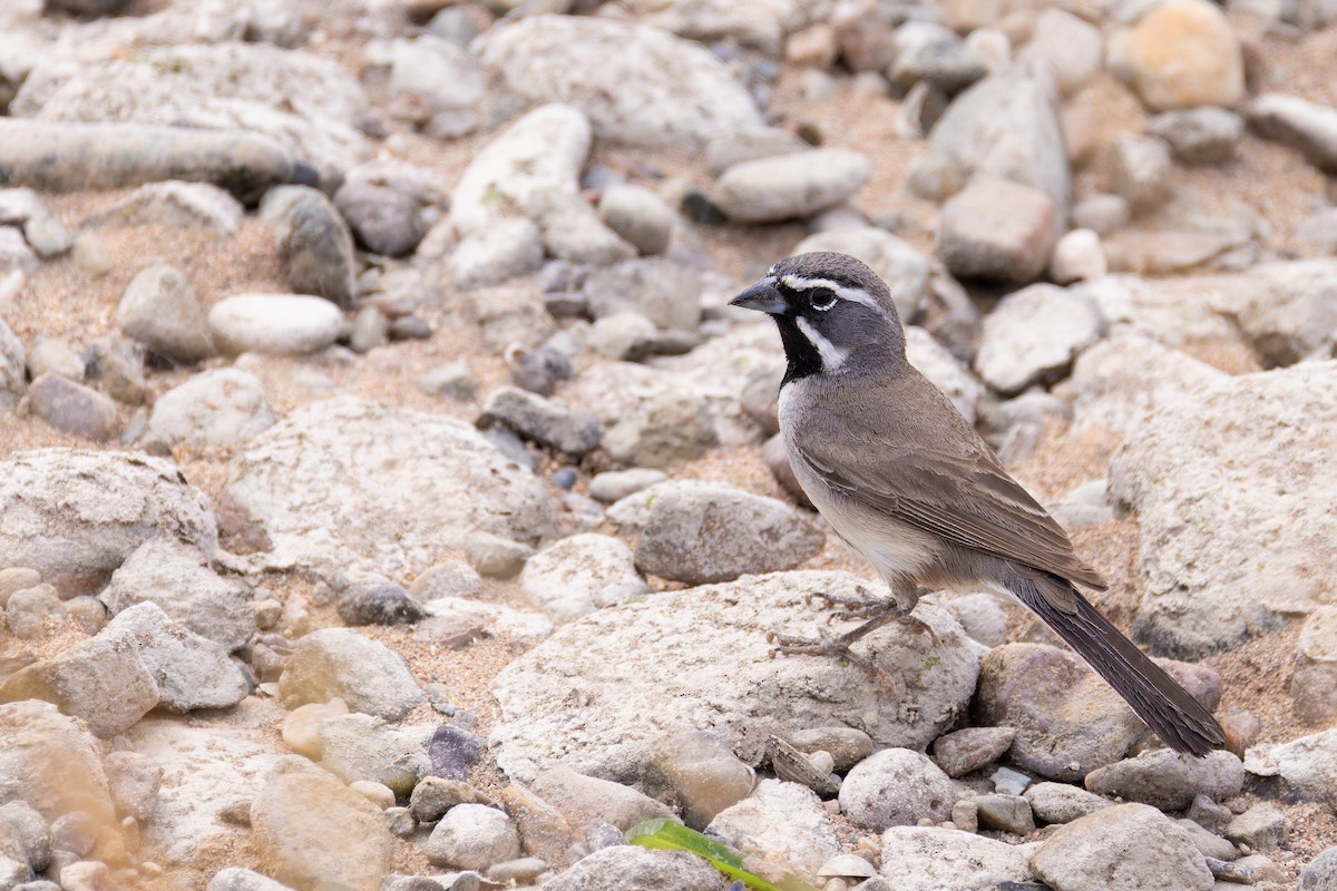 ノドグロヒメドリ - ML645636395