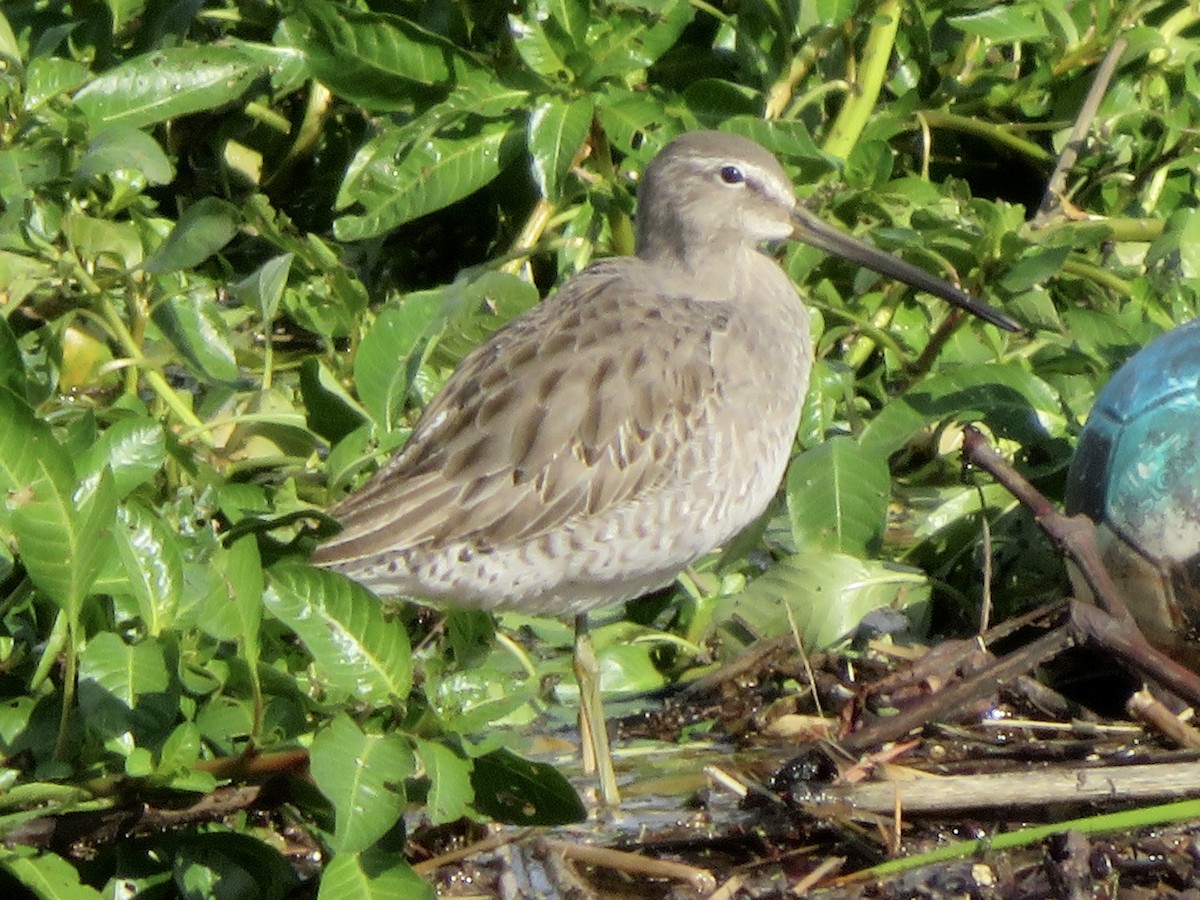 Tundraschlammläufer - ML645636399