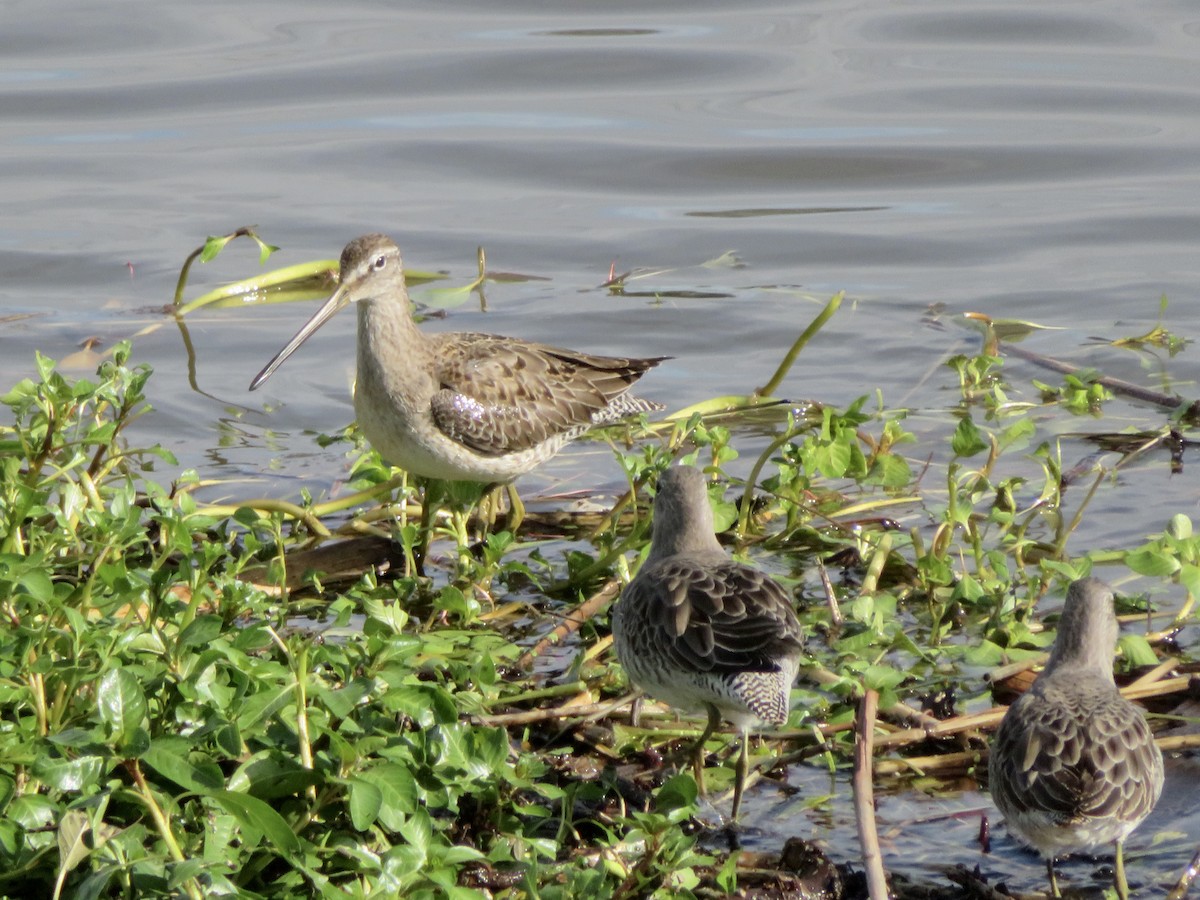 Tundraschlammläufer - ML645636400