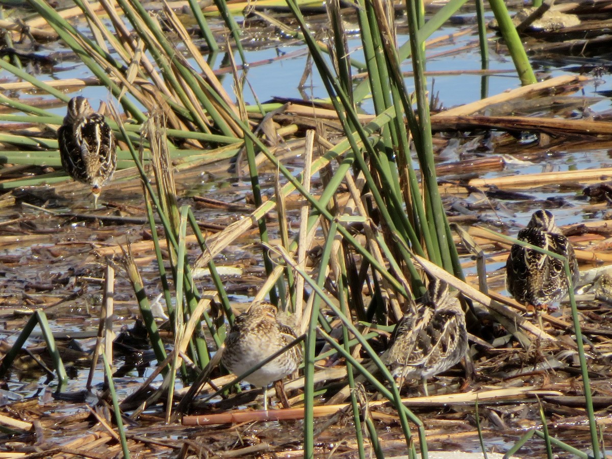 Wilsonbekassine - ML645636401