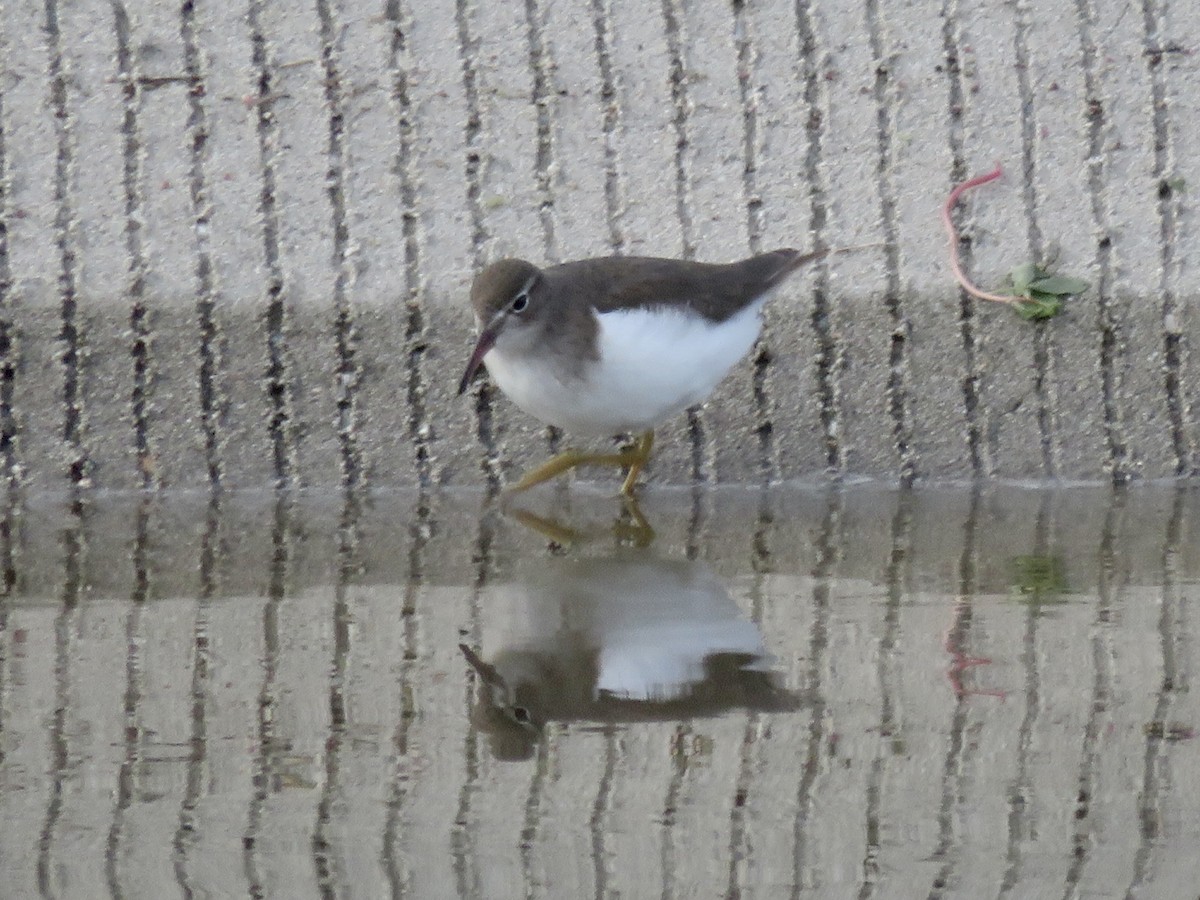 Drosseluferläufer - ML645636402