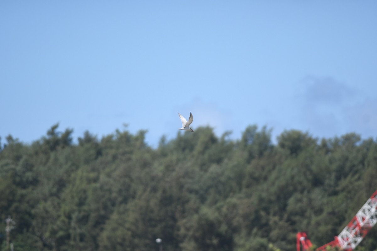 Lachseeschwalbe - ML645636407