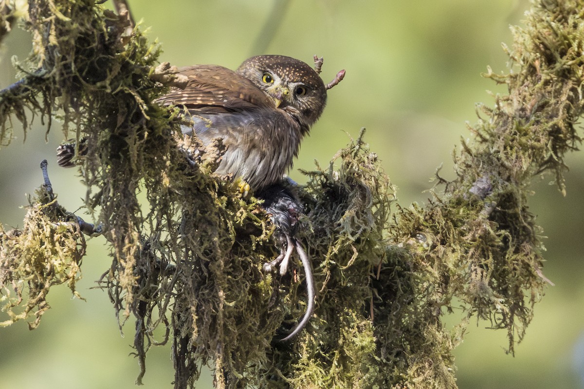 Gnomenzwergkauz - ML645636409