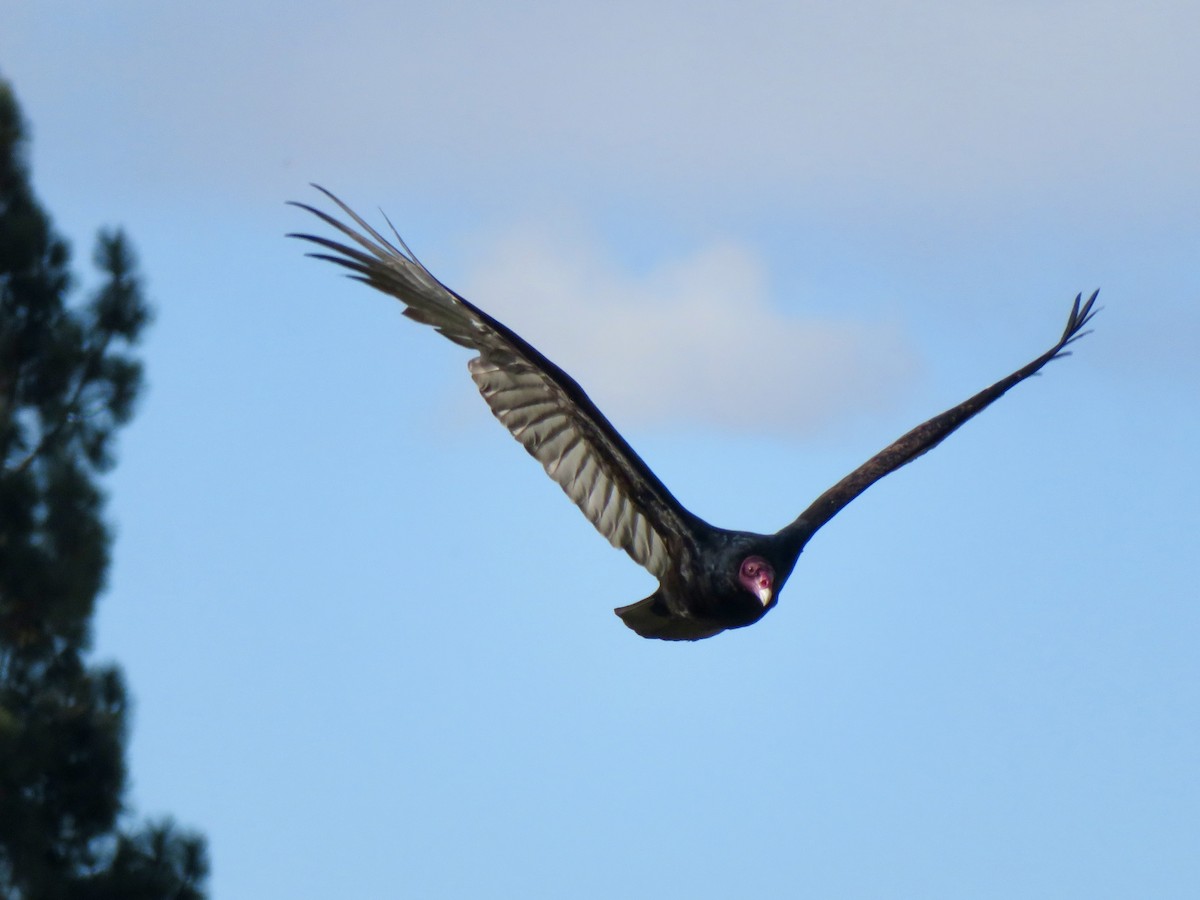 Truthahngeier - ML645636411