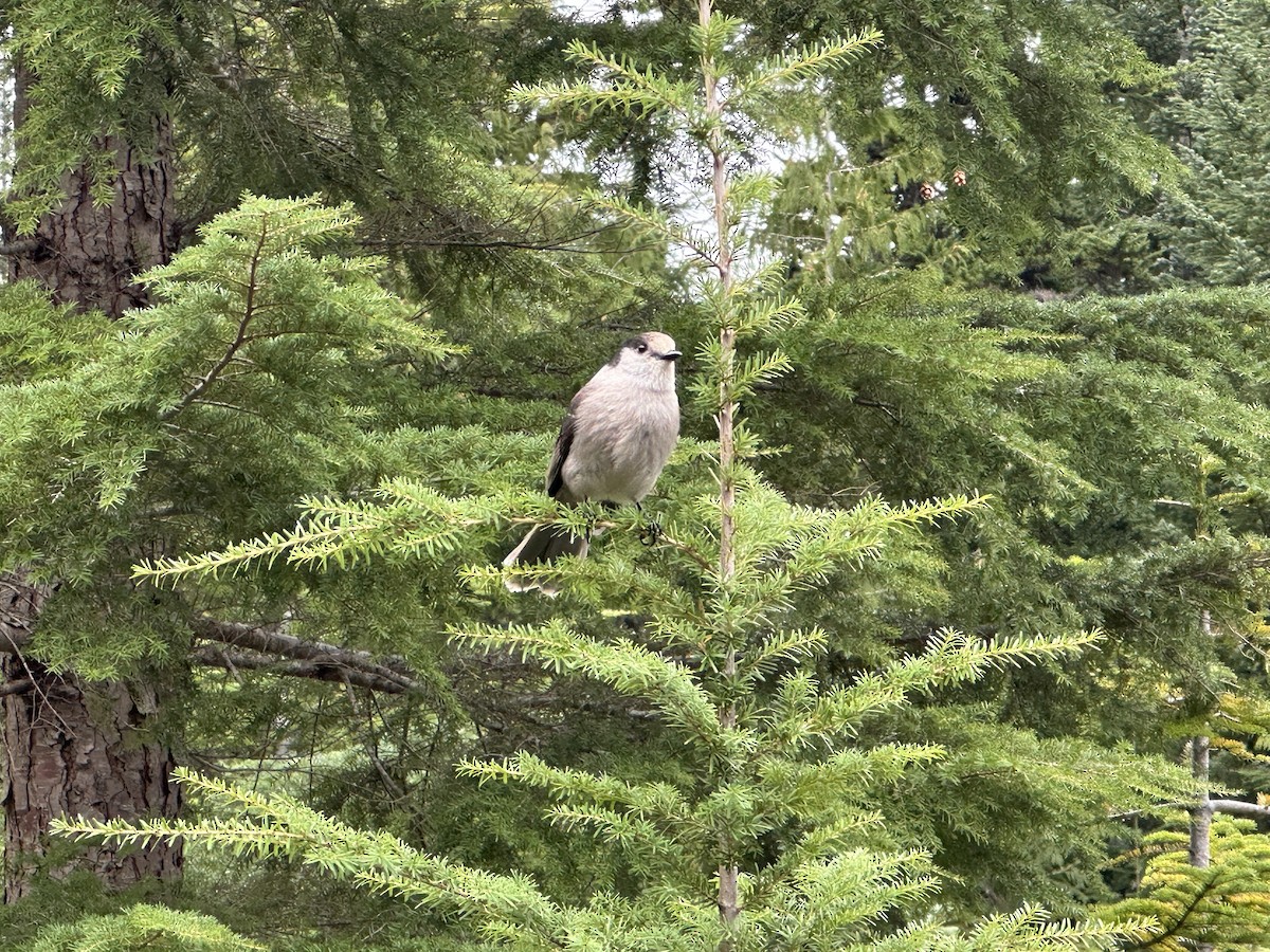 Meisenhäher - ML645636413