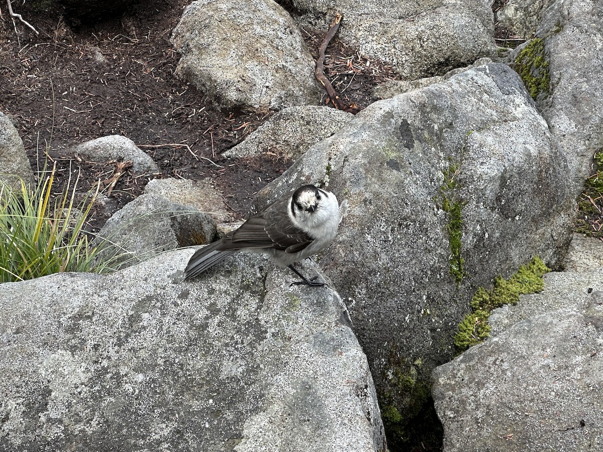 Meisenhäher - ML645636414