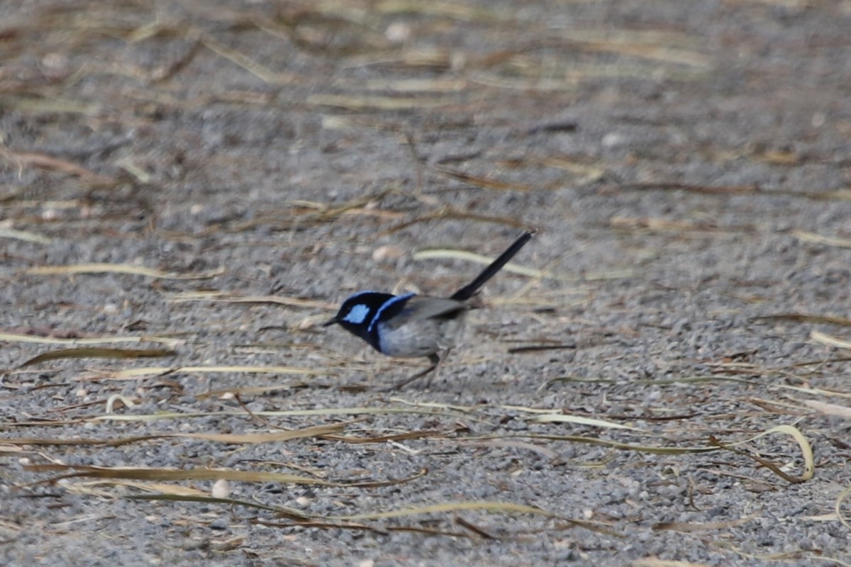 Prachtstaffelschwanz - ML645636415