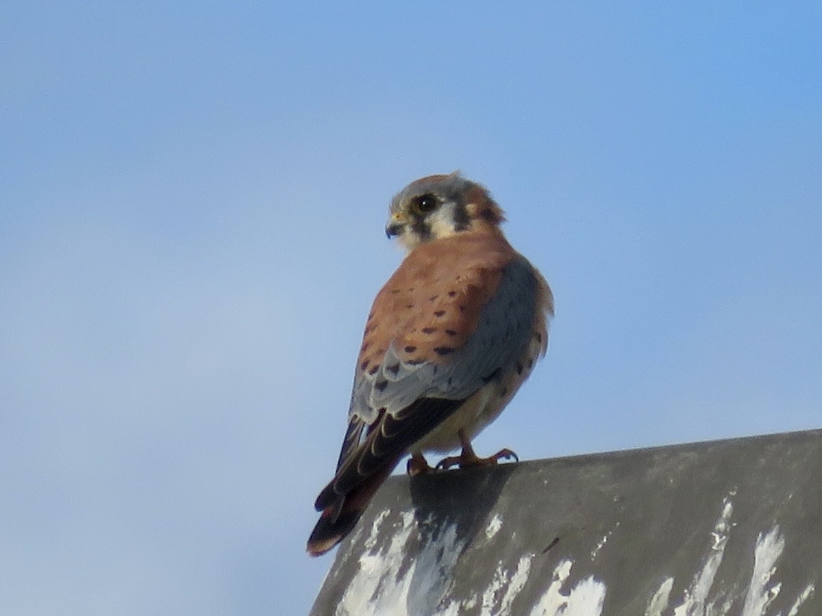 Buntfalke - ML645636416