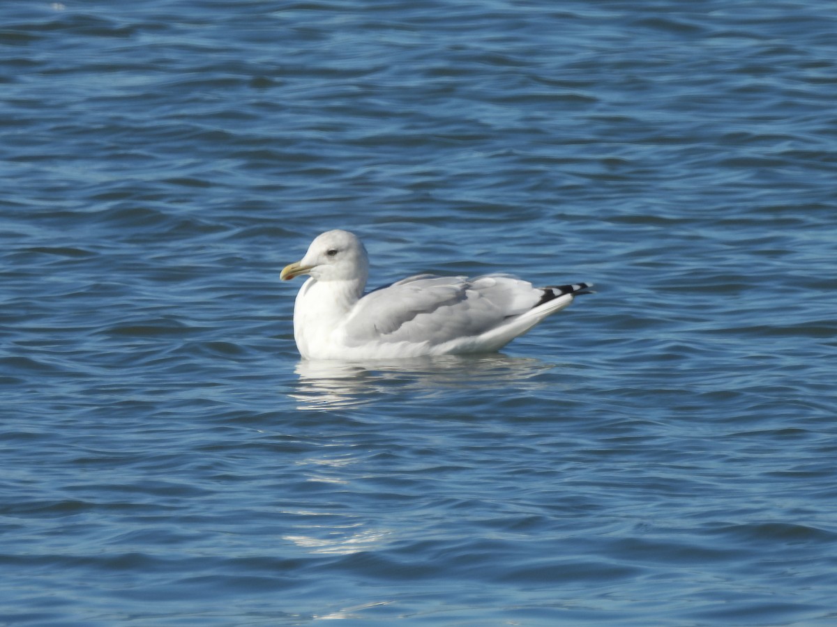 Polarmöwe (Thayermöwe) - ML645636417