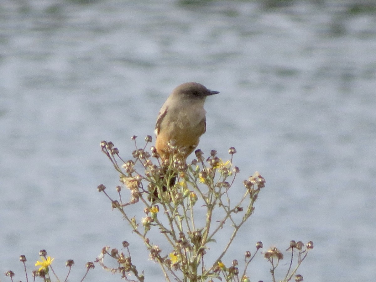 Zimtbauch-Phoebetyrann - ML645636421