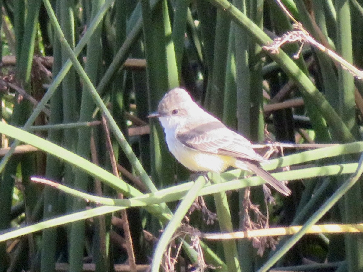 Rubintyrann - ML645636424