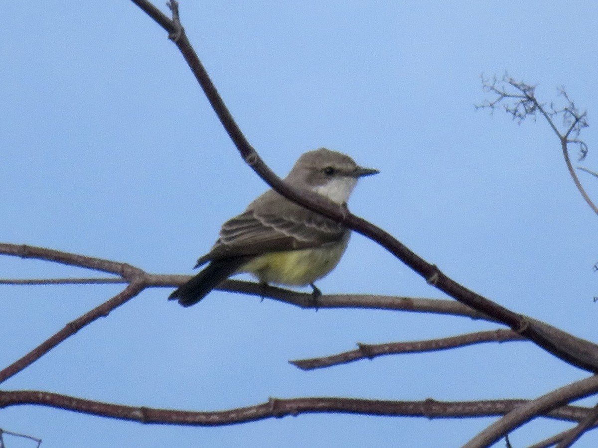 Rubintyrann - ML645636425