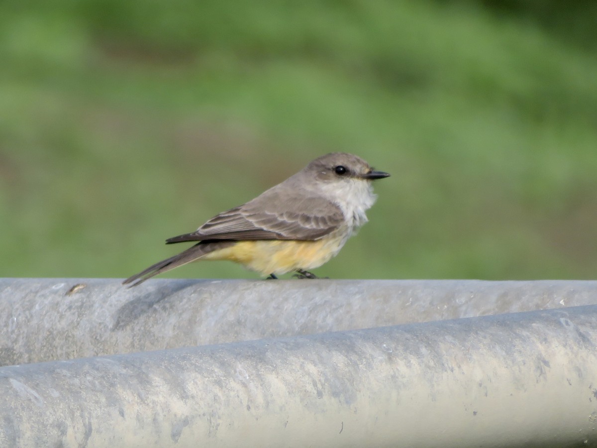 Rubintyrann - ML645636426