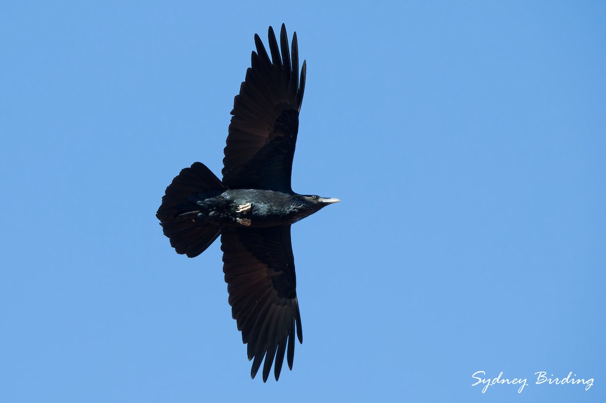 Kolkrabe - ML645636427