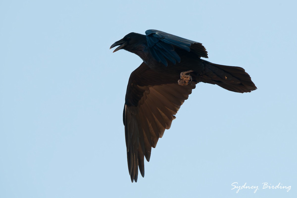 Kolkrabe - ML645636428