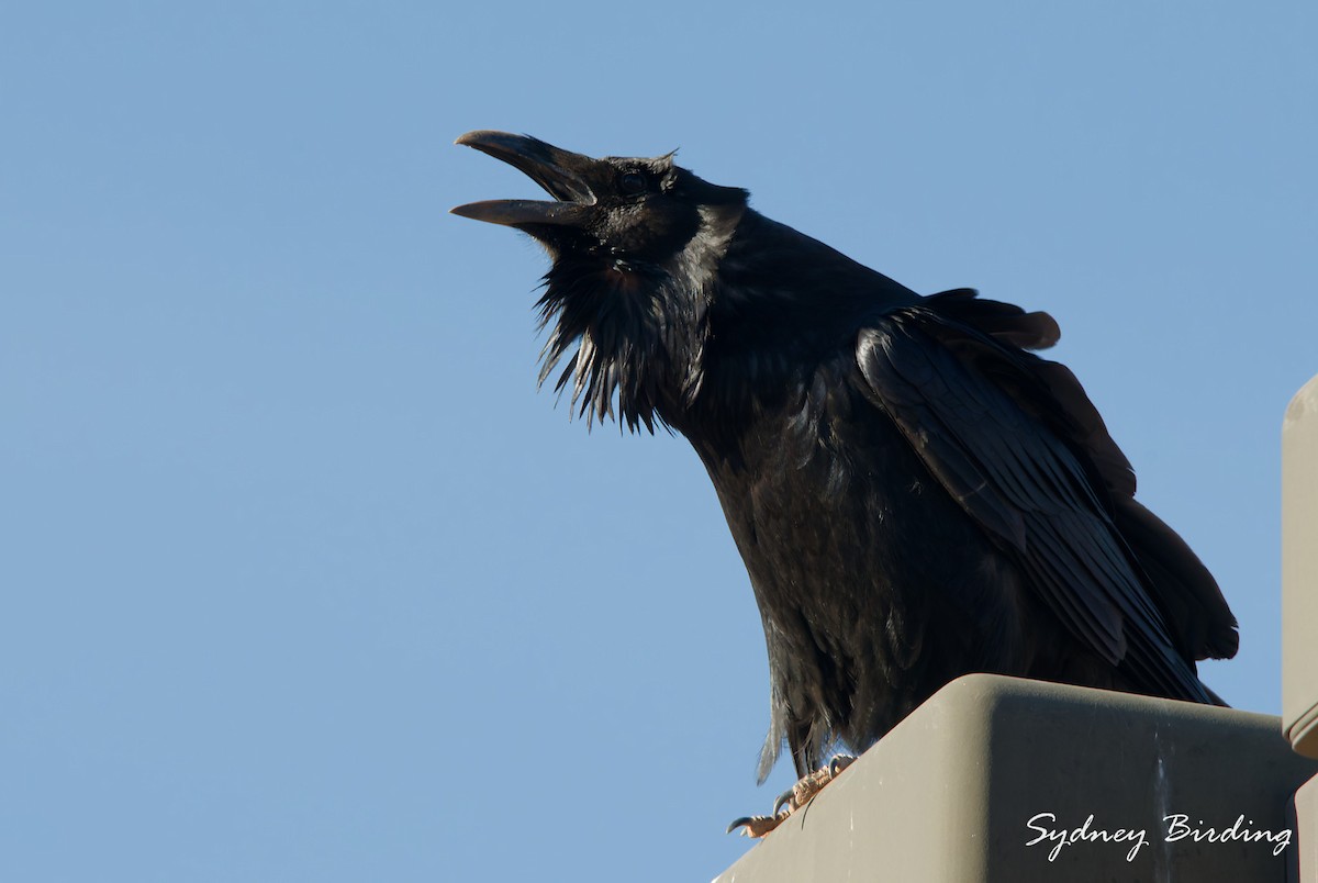 Kolkrabe - ML645636430