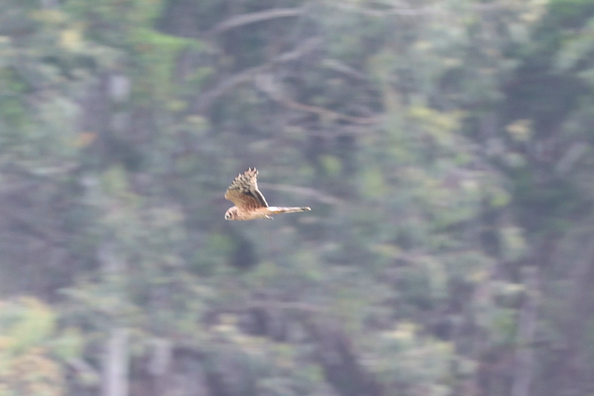 Aguilucho Papialbo - ML645636434