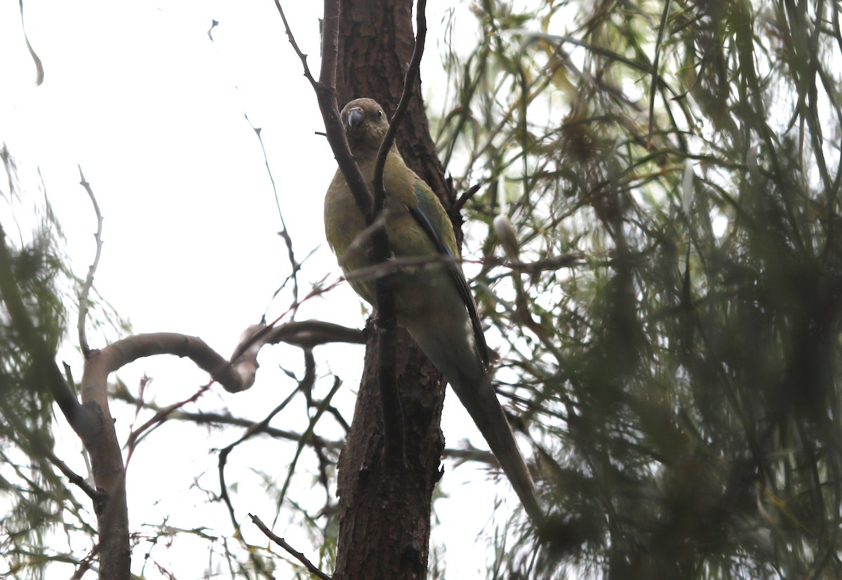 Singsittich - ML645636435