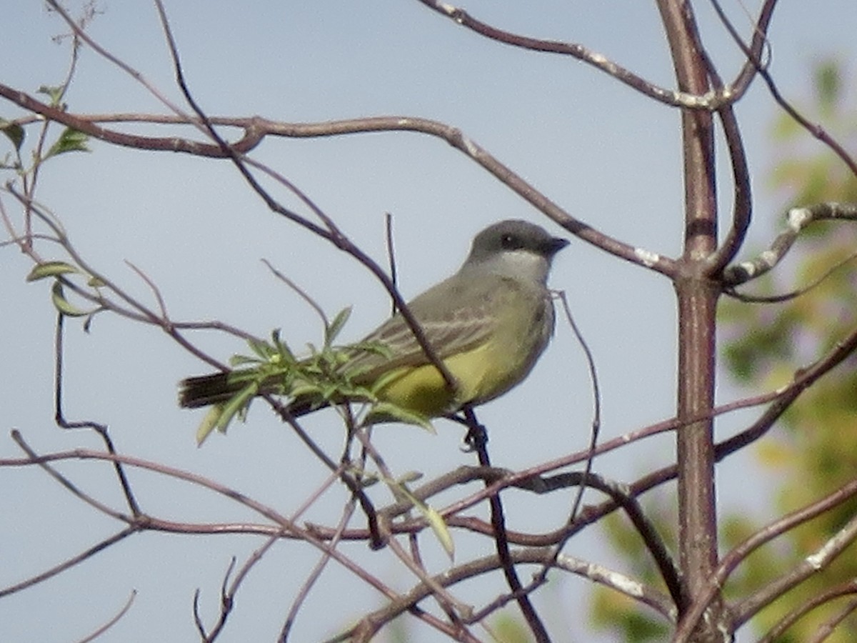 Cassinkönigstyrann - ML645636436