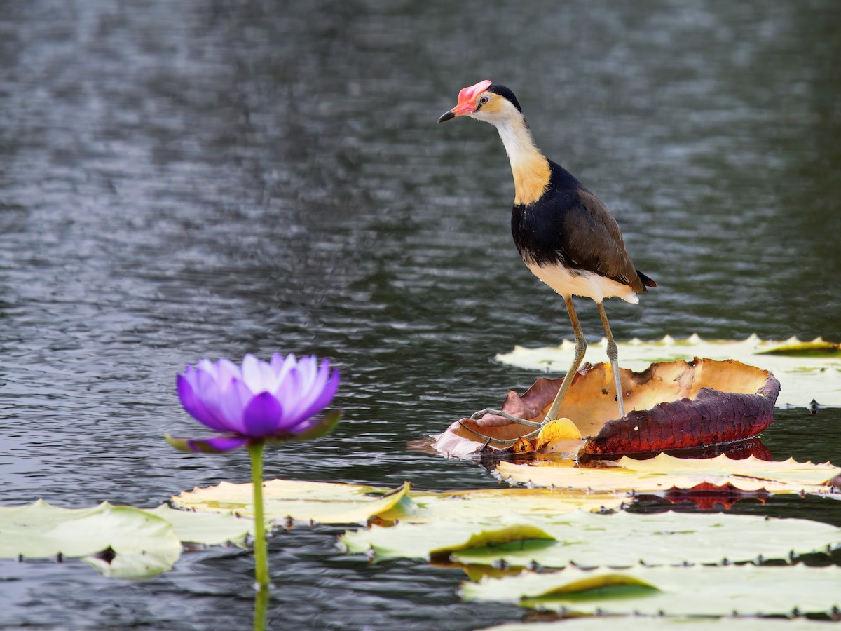 Kammblatthühnchen - ML645636437