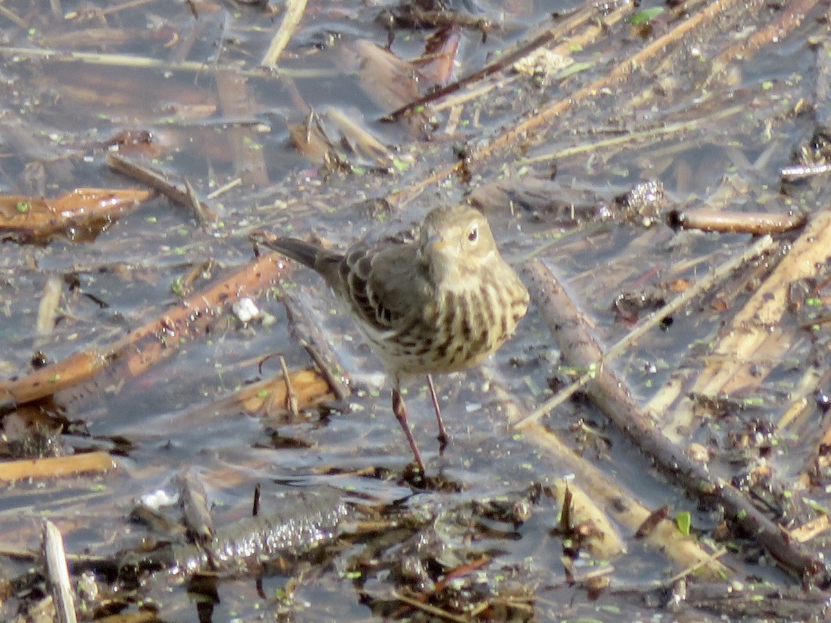 Amerikapieper - ML645636438