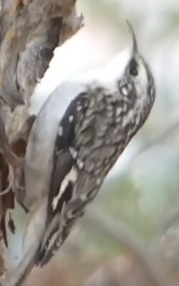 Amerikabaumläufer - ML645636439