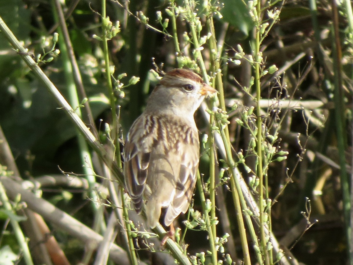 Dachsammer - ML645636440