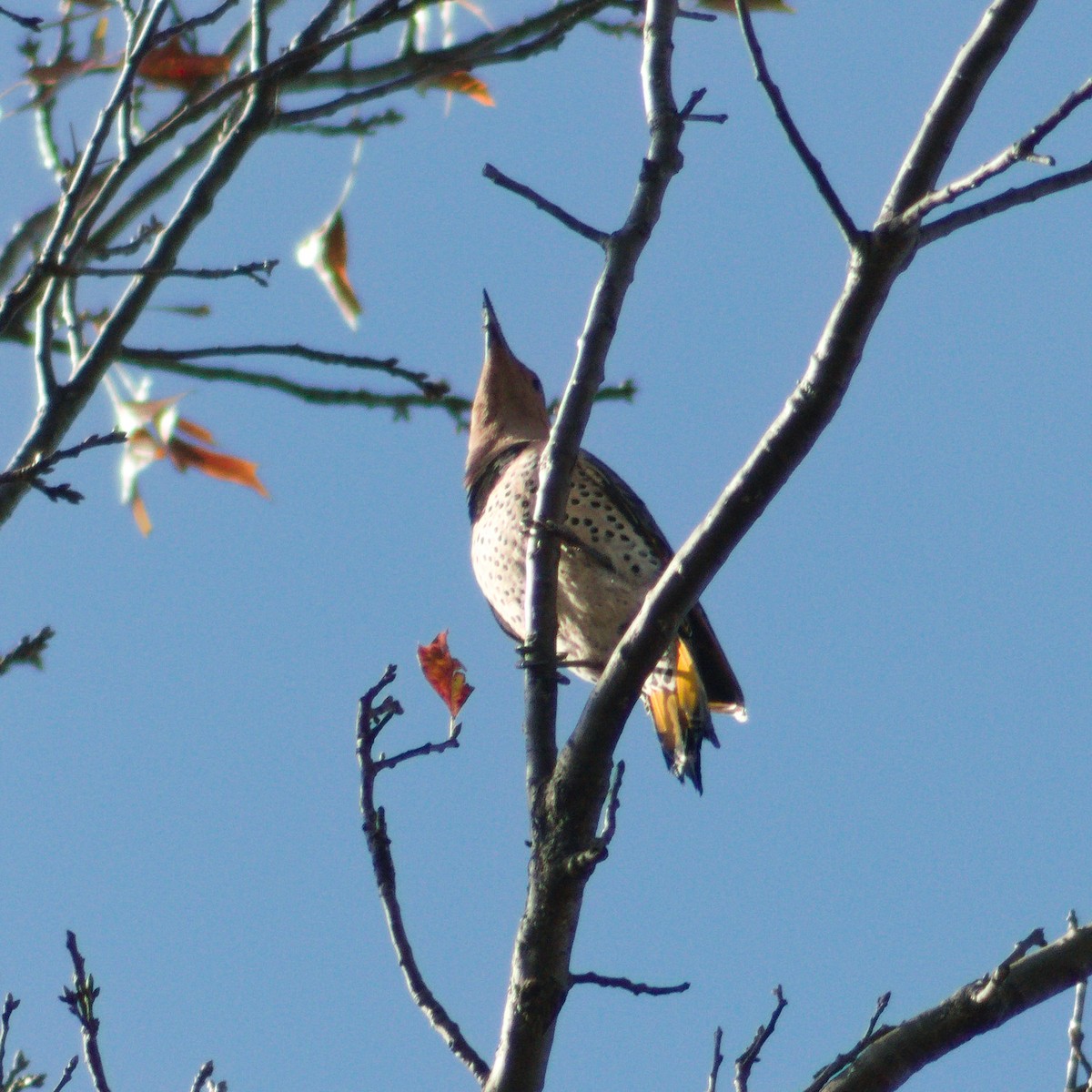 Northern Flicker (Yellow-shafted) - ML645636441