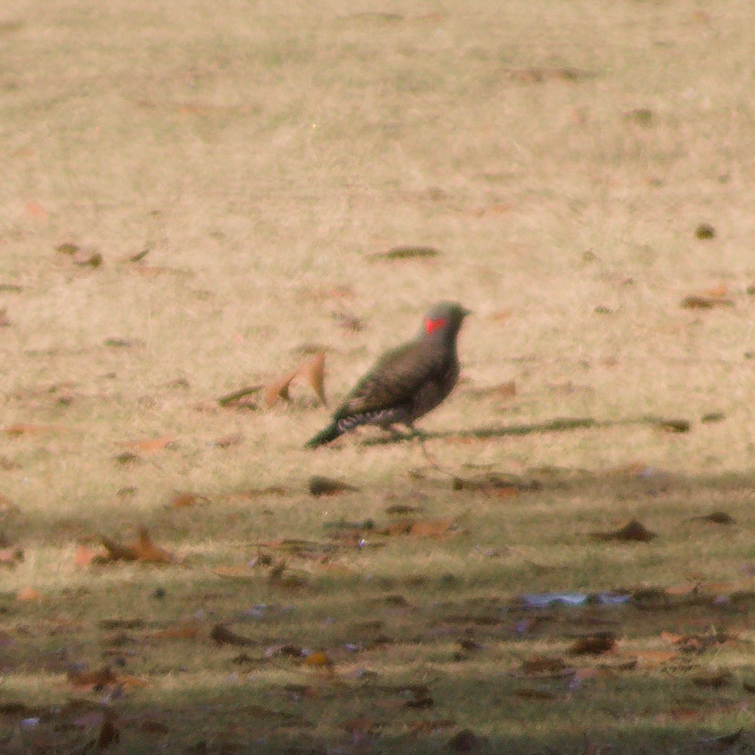 Northern Flicker - ML645636442