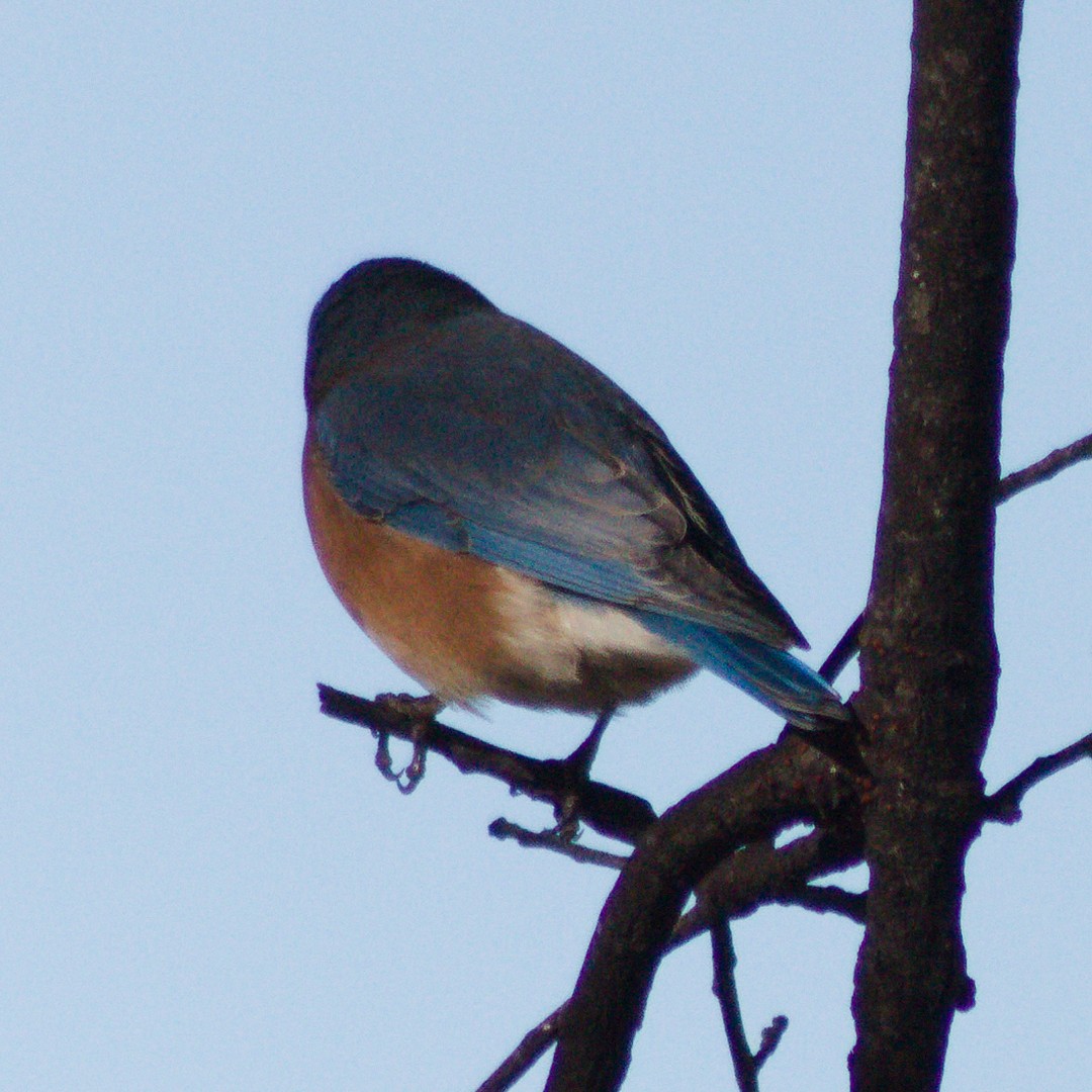 Eastern Bluebird - ML645636444