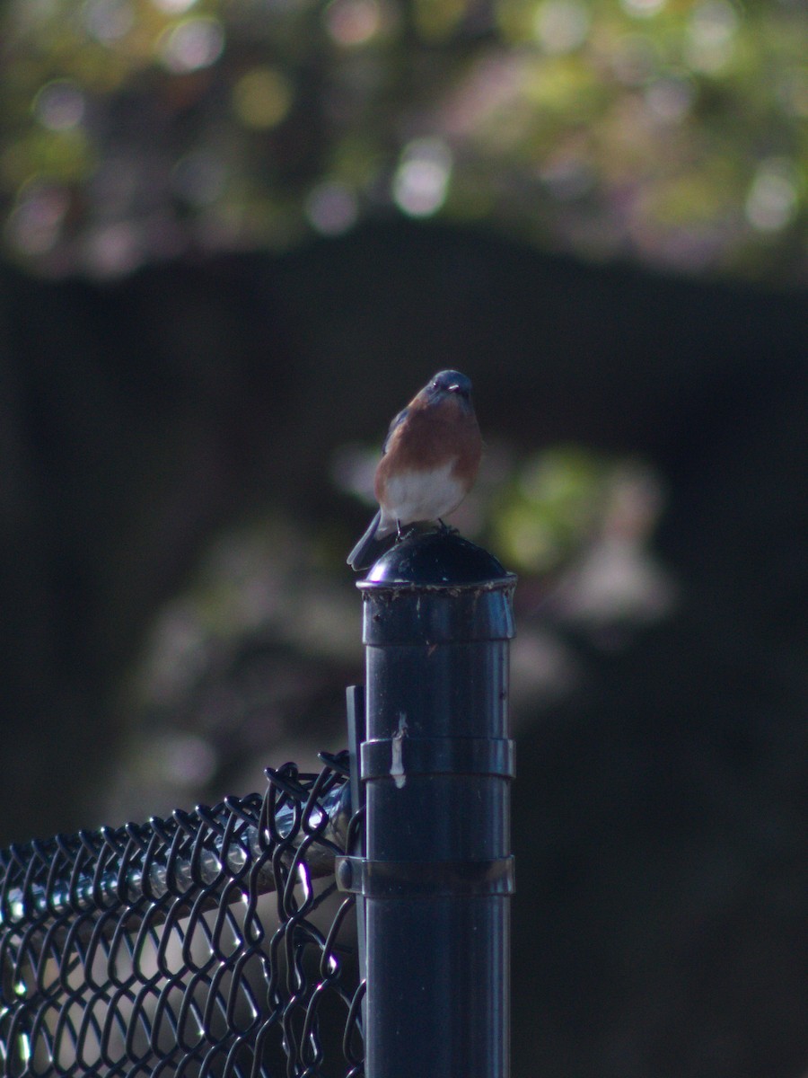 Eastern Bluebird - ML645636445