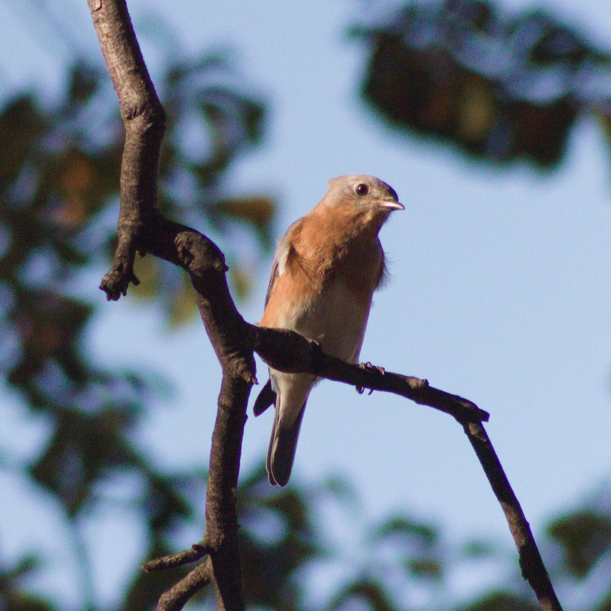 Eastern Bluebird - ML645636446