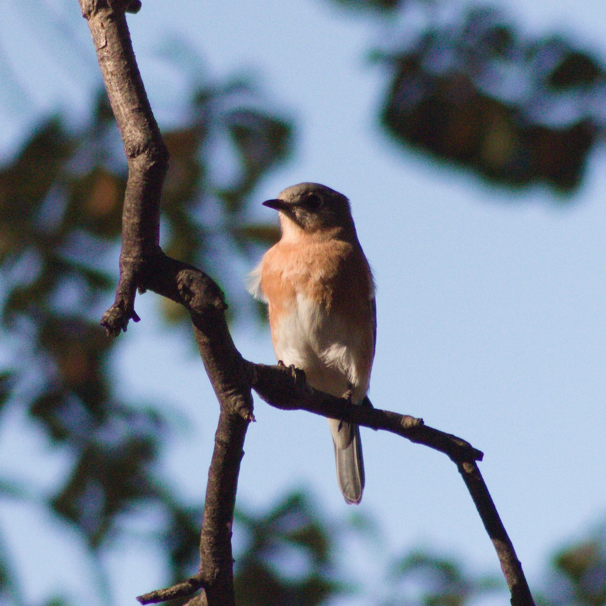 Eastern Bluebird - ML645636447