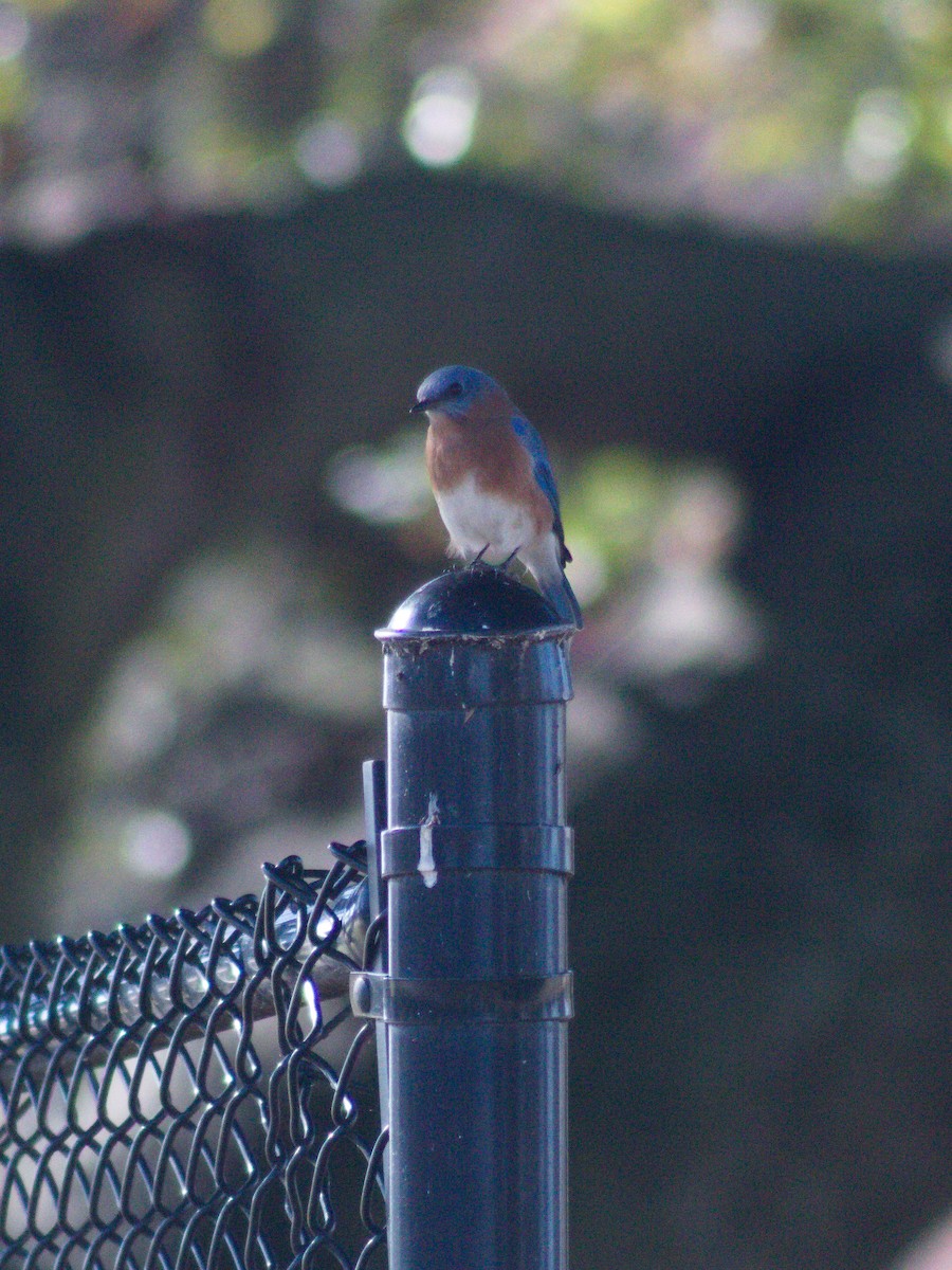 Eastern Bluebird - ML645636448