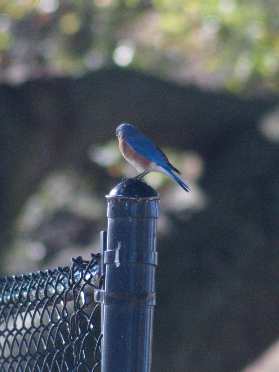 Eastern Bluebird - ML645636449
