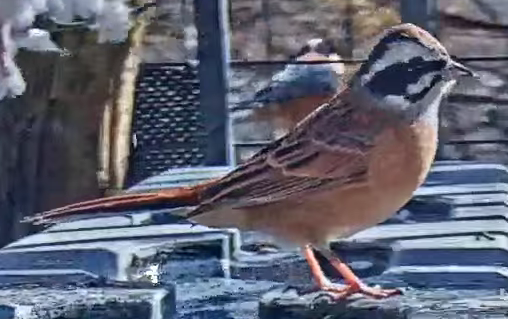 strnad čínský - ML645636450