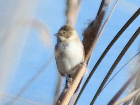 Pallas's Bunting - ML645636451