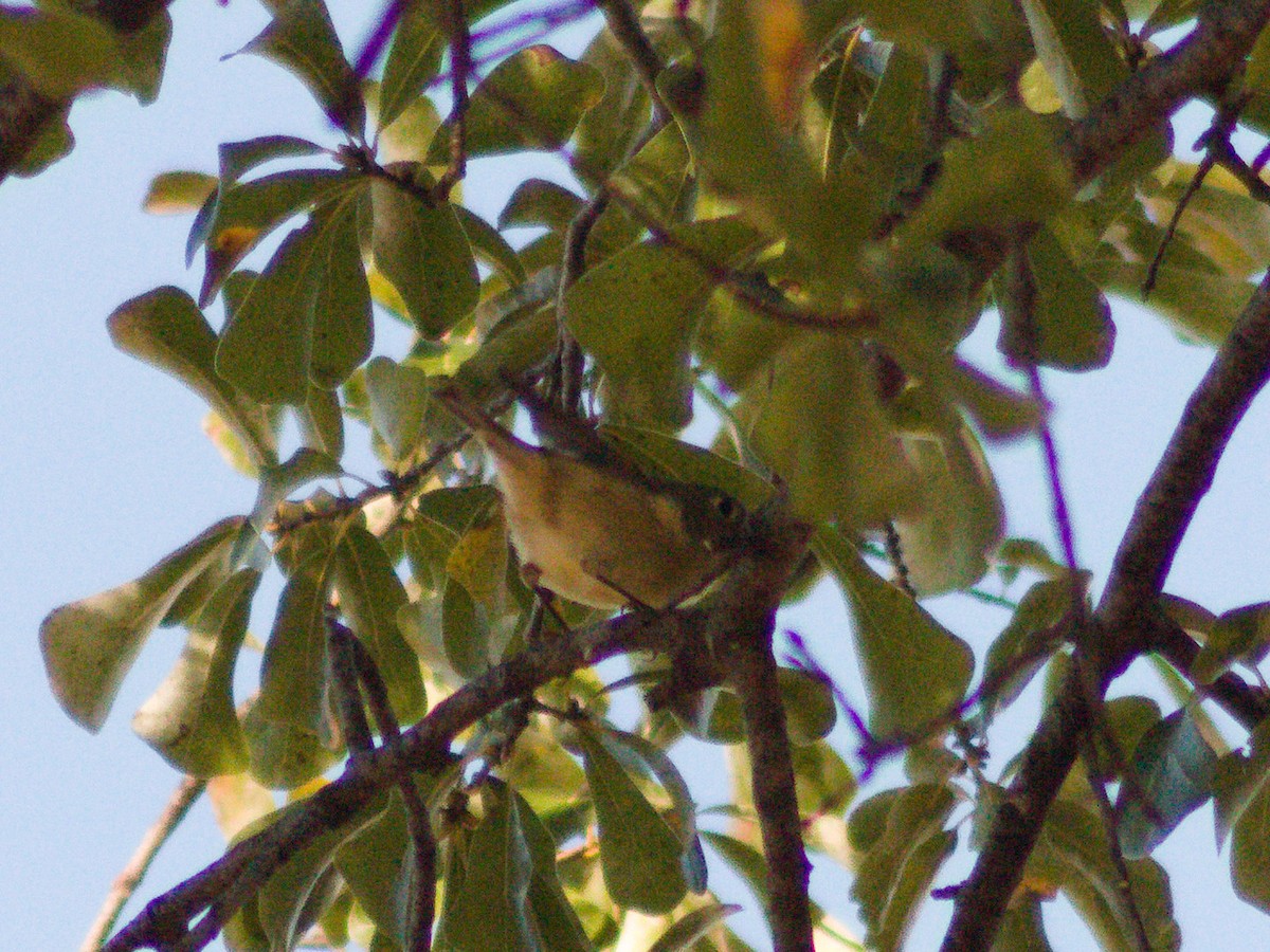 Ruby-crowned Kinglet - ML645636452