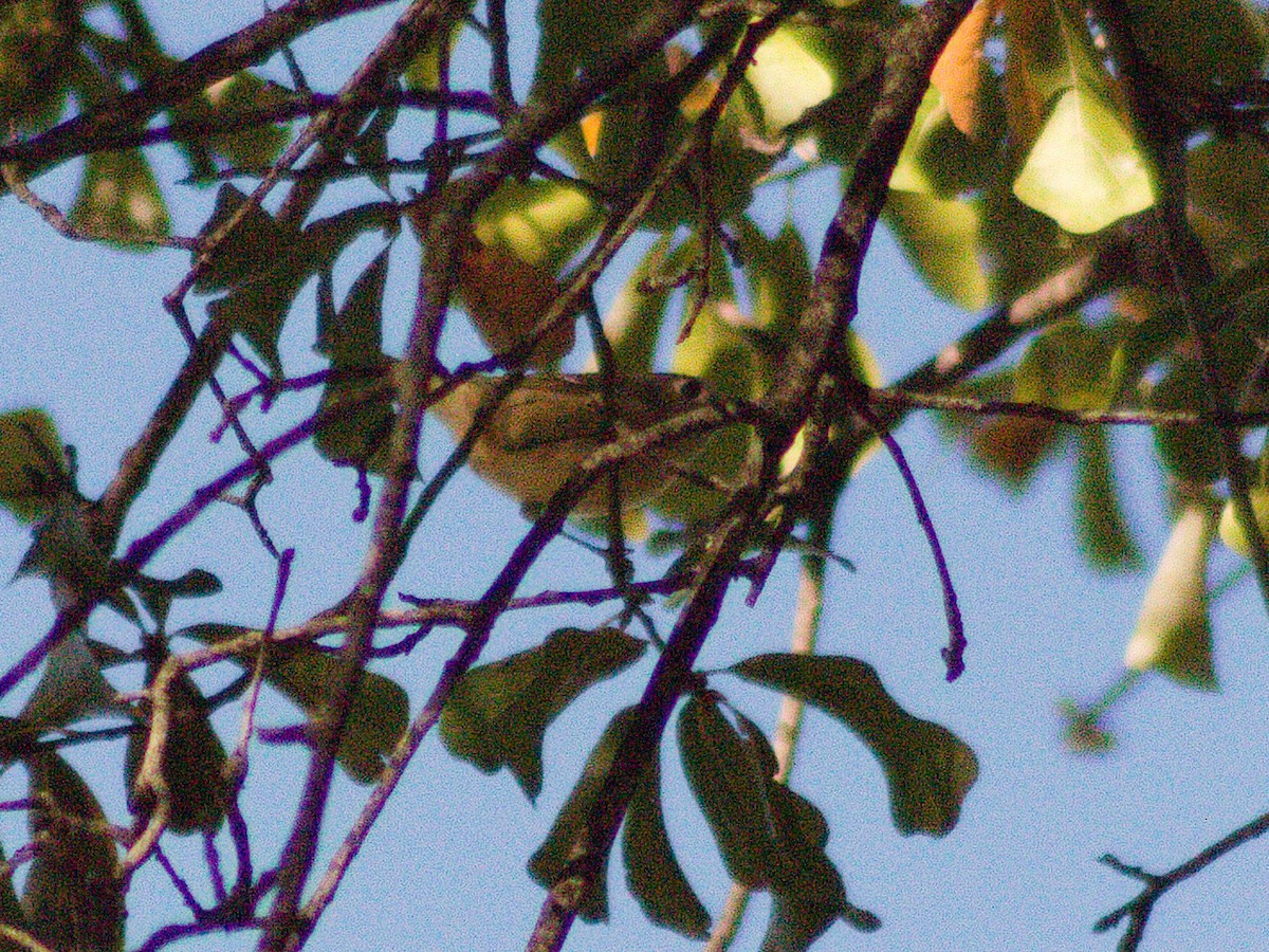 Ruby-crowned Kinglet - ML645636453