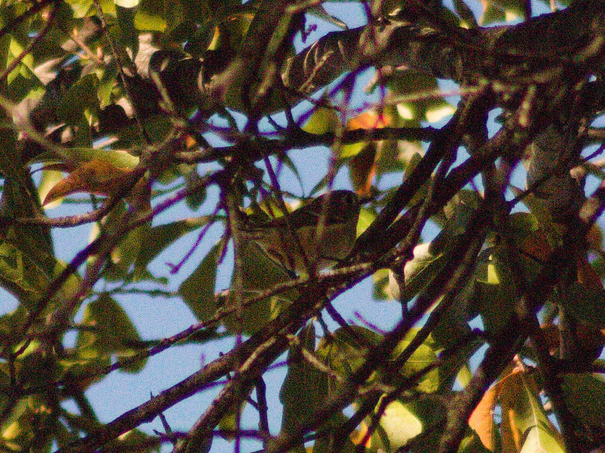 Ruby-crowned Kinglet - ML645636454