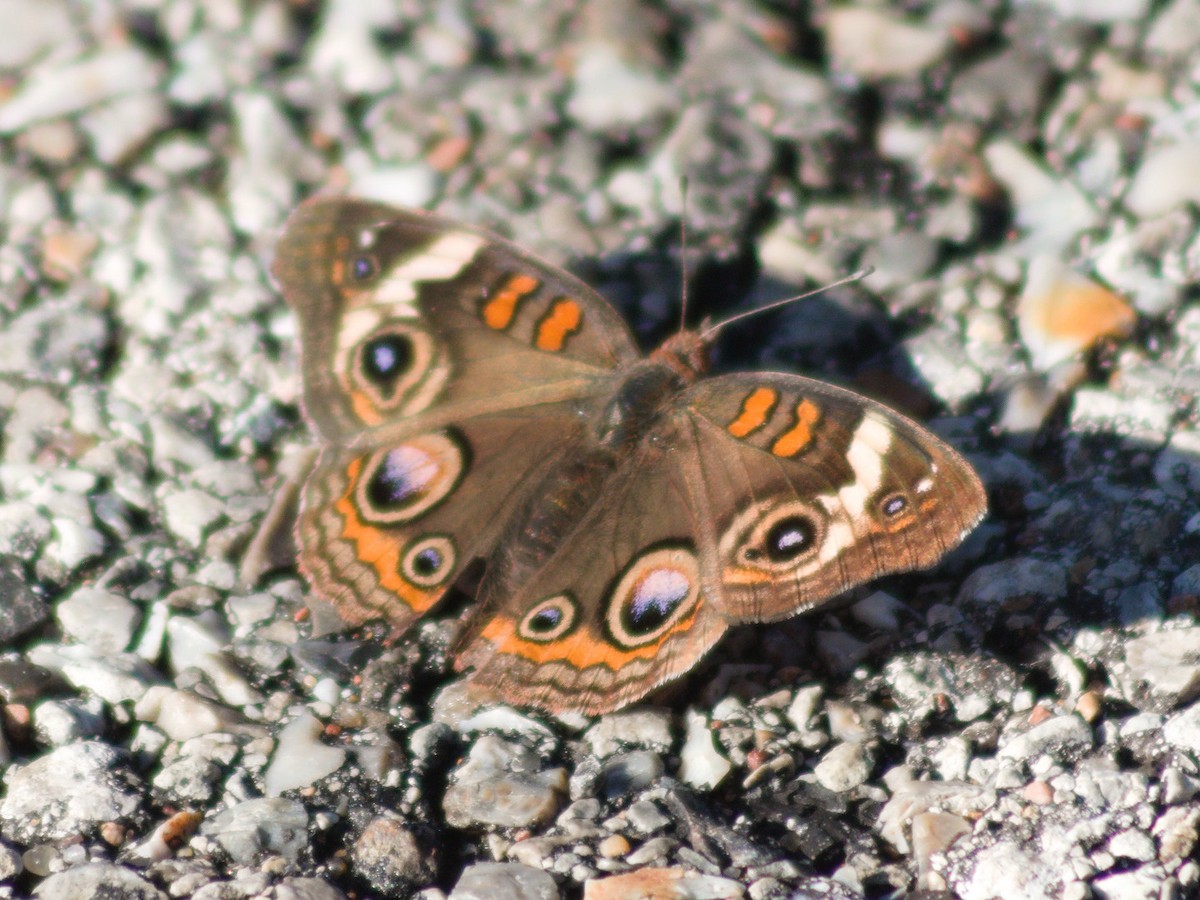 Common Buckeye - ML645636455