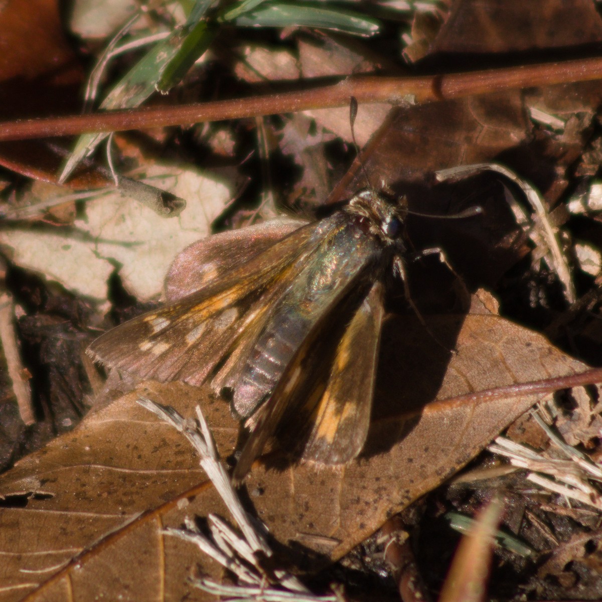 Huron Sachem - ML645636456