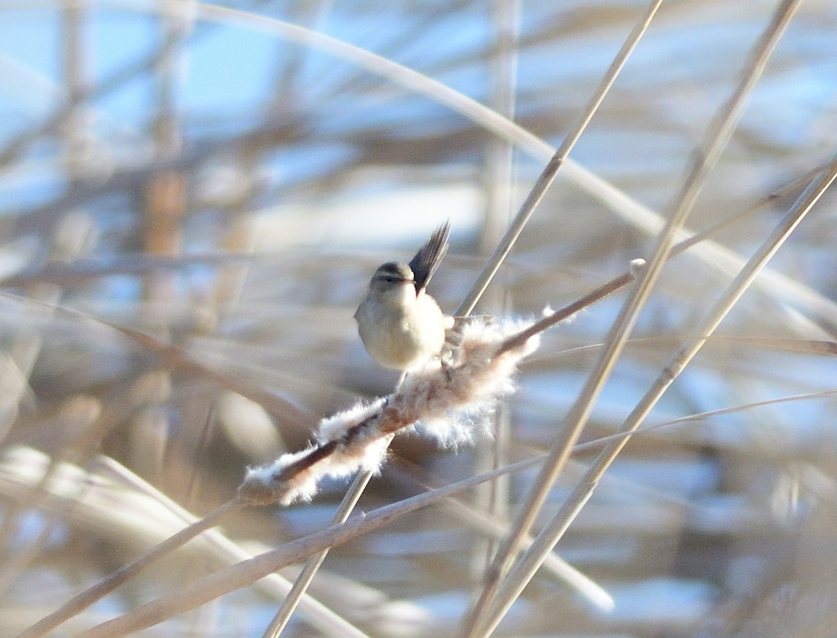 עלווית כהה - ML645636458