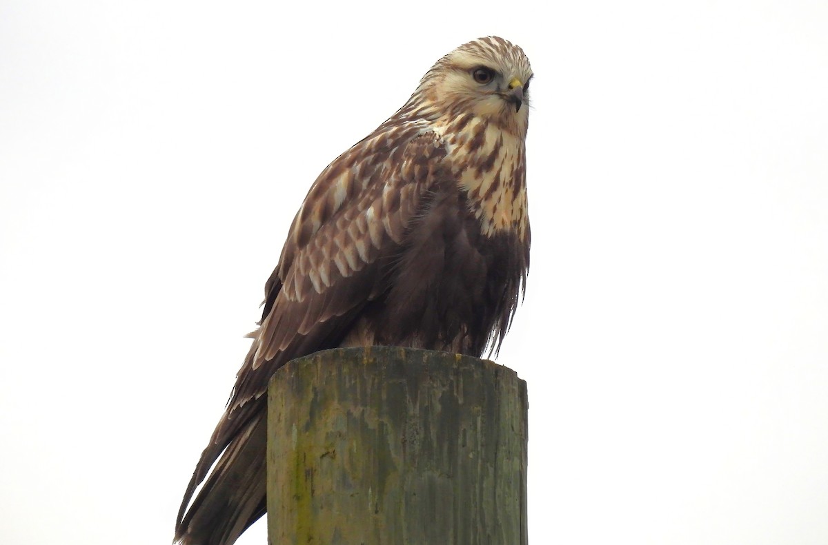 Rough-legged Hawk - ML645636461