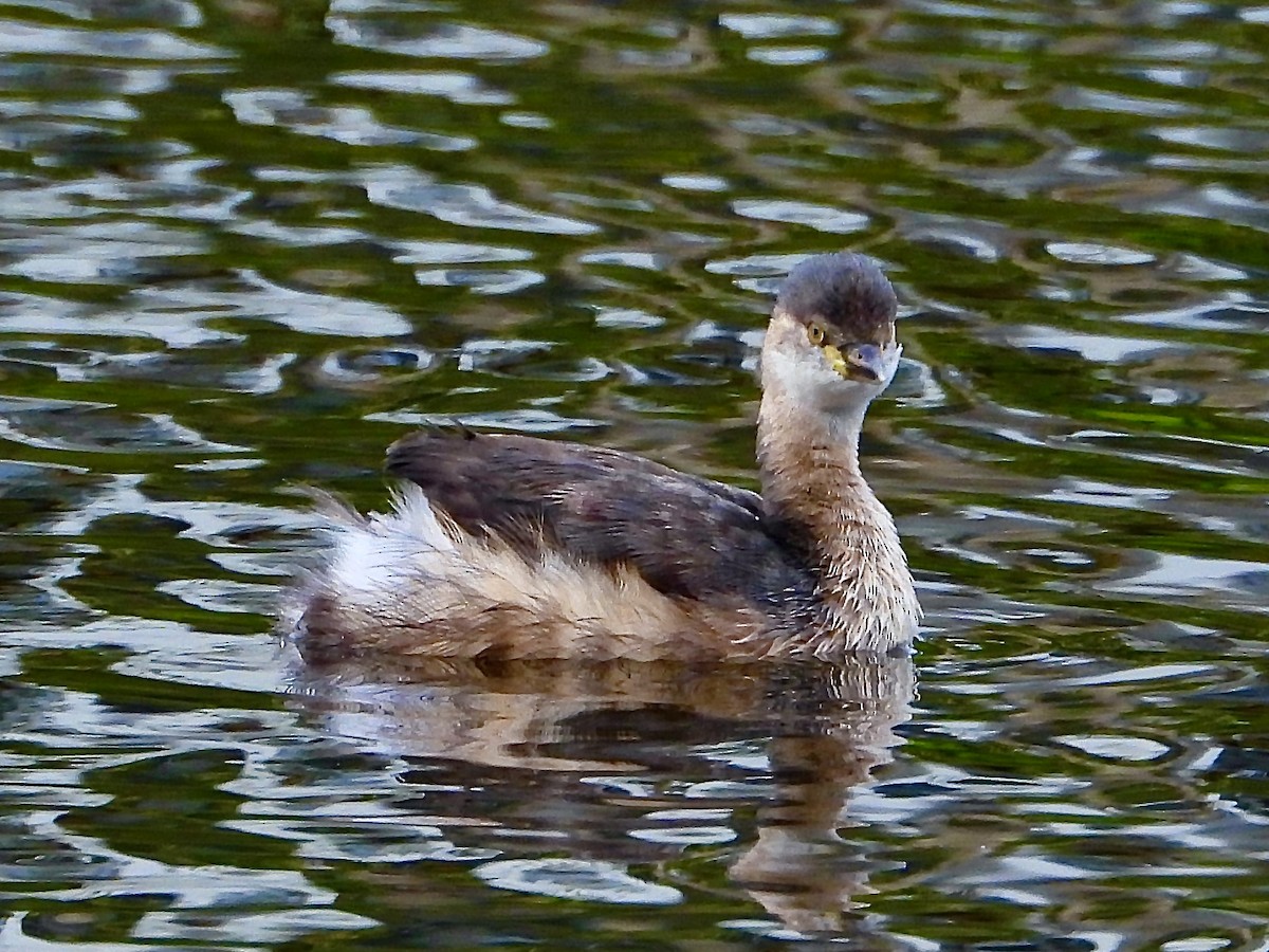 Австралийская поганка - ML645636466
